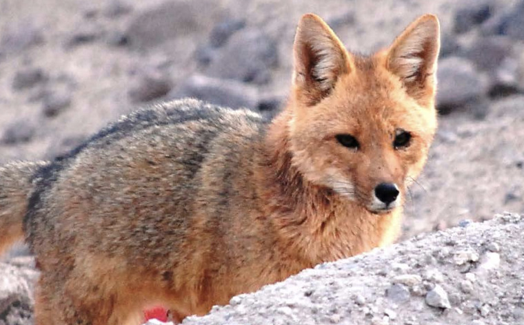 Reforcemos nuestro compromiso con la vida silvestre