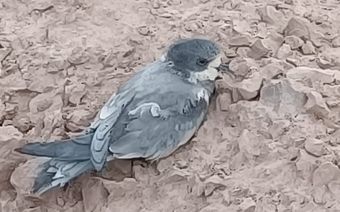 Comprometidos con la protección de la fauna silvestre