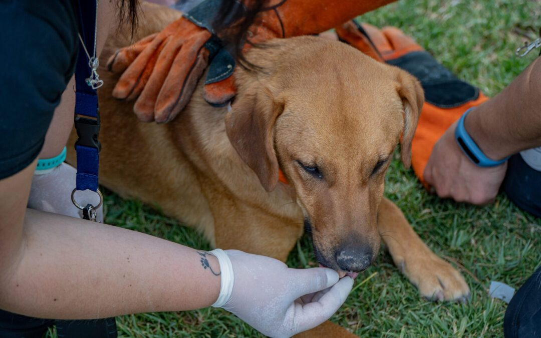 200 animales serán esterilizados en María Elena gracias a Diálogos para el Desarrollo